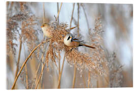 Acrylglasbild Bartmeisen im Schilf - GUGIGEI