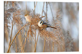 Print på aluminium Bearded reedlings in the reeds - GUGIGEI