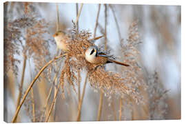 Canvas print Bearded reedlings in the reeds - GUGIGEI