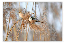 Wandbild Bartmeisen im Schilf - GUGIGEI