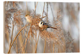 Holzbild Bartmeisen im Schilf - GUGIGEI