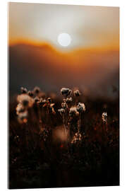 Cuadro de metacrilato Mountain plant - Thomas Beauquesne