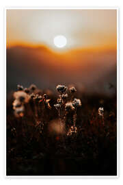 Wandbild Bergpflanze - Thomas Beauquesne