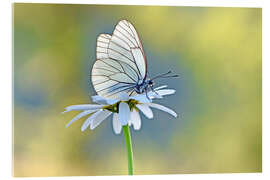 Acrylglasbild Baumweißling auf Margeritenblüte - GUGIGEI