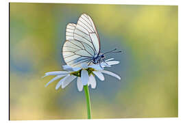Alubild Baumweißling auf Margeritenblüte - GUGIGEI