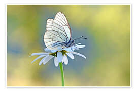 Wandbild Baumweißling auf Margeritenblüte - GUGIGEI