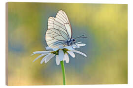 Holzbild Baumweißling auf Margeritenblüte - GUGIGEI