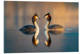 Acrylglasbild Haubentaucher Paar - Christian Müringer