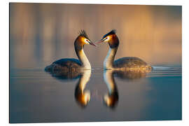 Print på aluminium Great Crested Grebe - Christian Müringer