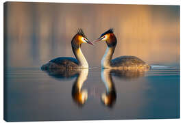 Leinwandbild Haubentaucher Paar - Christian Müringer