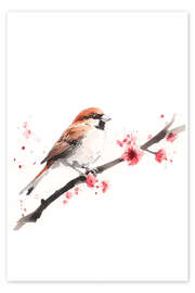 Poster Aquarell Sperling mit Kirschblütenzweig - Christian Müringer