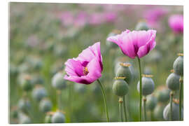 Acrylglasbild Rosa Mohnblüten - Moqui, Daniela Beyer