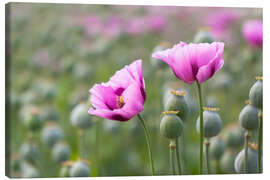 Leinwandbild Rosa Mohnblüten - Moqui, Daniela Beyer