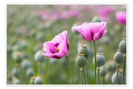 Wandbild Rosa Mohnblüten - Moqui, Daniela Beyer