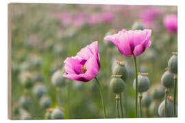 Holzbild Rosa Mohnblüten - Moqui, Daniela Beyer