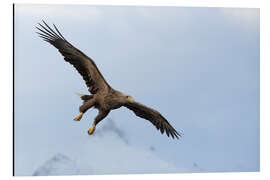 Print på aluminium White-tailed eagle in flight - Dieter Meyrl