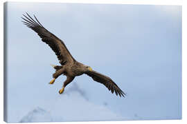 Quadro em tela White-tailed eagle in flight - Dieter Meyrl