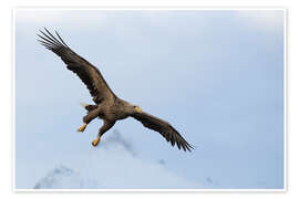 Wandbild Seeadler im Flug - Dieter Meyrl