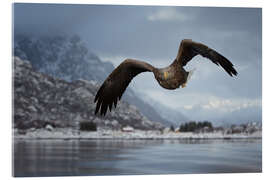 Acrylglasbild Seeadler im Flug - Dieter Meyrl