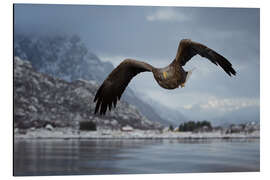 Print på aluminium White-tailed eagle in flight - Dieter Meyrl