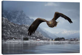 Leinwandbild Seeadler im Flug - Dieter Meyrl