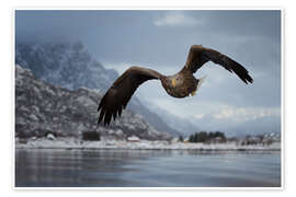 Wandbild Seeadler im Flug - Dieter Meyrl