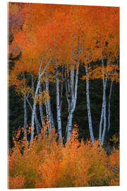 Acrylglasbild Espen wie Feuer - Martin Podt