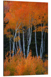 Alubild Espen wie Feuer - Martin Podt