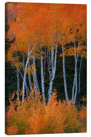 Leinwandbild Espen wie Feuer - Martin Podt