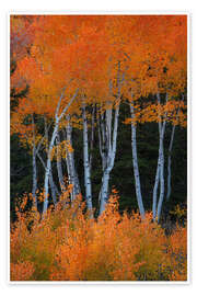 Wandbild Espen wie Feuer - Martin Podt