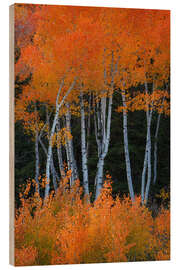 Wood print Aspen trees on fire - Martin Podt