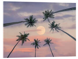 Acrylglasbild Ruhige, mondbeschienene Palmen - Assaf Frank