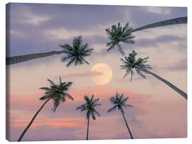 Leinwandbild Ruhige, mondbeschienene Palmen - Assaf Frank