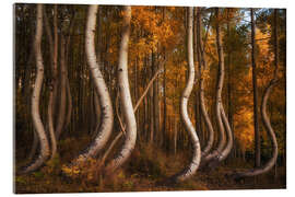 Acrylglasbild Die gebogenen Espen im Herbst, Colorado - Martin Podt