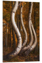 Acrylglasbild Die berühmten tanzenden Espen im Herbst, Colorado - Martin Podt