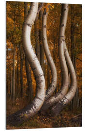 Alubild Die berühmten tanzenden Espen im Herbst, Colorado - Martin Podt