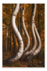 Wandbild Die berühmten tanzenden Espen im Herbst, Colorado - Martin Podt