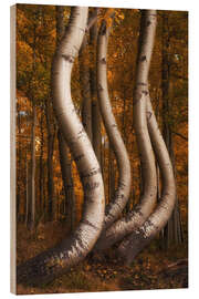 Holzbild Die berühmten tanzenden Espen im Herbst, Colorado - Martin Podt