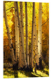 Acrylglasbild Leuchtende Espen, die Birken ähneln - Martin Podt