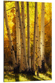 Alubild Leuchtende Espen, die Birken ähneln - Martin Podt