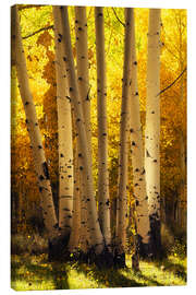 Leinwandbild Leuchtende Espen, die Birken ähneln - Martin Podt