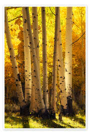Wandbild Leuchtende Espen, die Birken ähneln - Martin Podt
