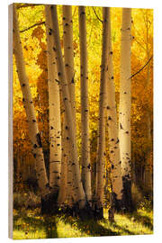Holzbild Leuchtende Espen, die Birken ähneln - Martin Podt