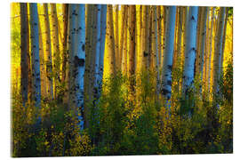Acrylglasbild Farben der Espen in ihrem Herbstkleid - Martin Podt