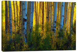 Leinwandbild Farben der Espen in ihrem Herbstkleid - Martin Podt