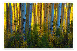 Wandbild Farben der Espen in ihrem Herbstkleid - Martin Podt