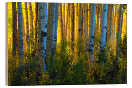 Wood print Colors aspen trees in their autumn dresses - Martin Podt