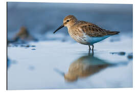 Aluminium print Dunlin in the Wadden Sea - Christian Müringer