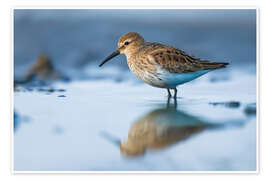 Poster Alpenstrandläufer im Watt - Christian Müringer