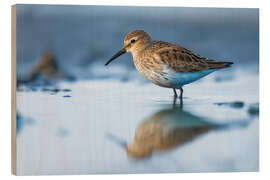 Holzbild Alpenstrandläufer im Watt - Christian Müringer